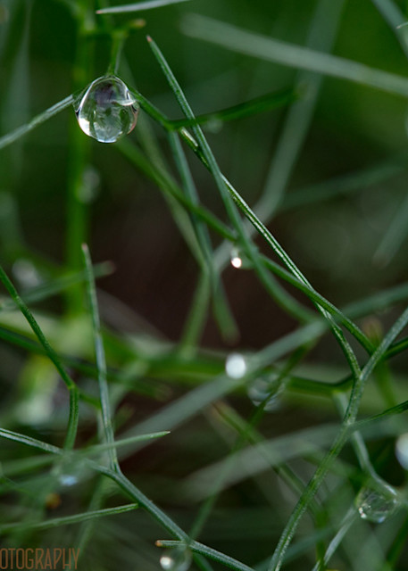 Grass Waterdrops 9722 S15  Photography Art | Koral Martin Healthcare Art