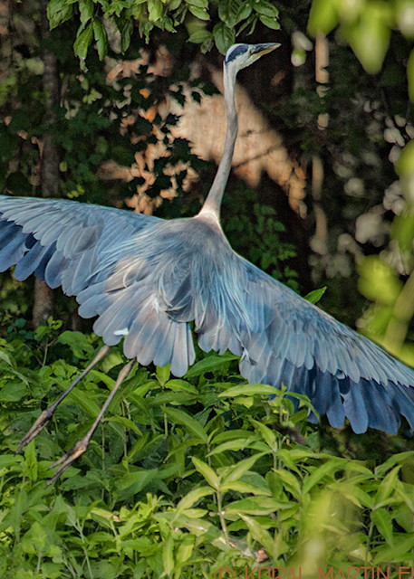Heron Flyingin Woods0920     Photography Art | Koral Martin Healthcare Art