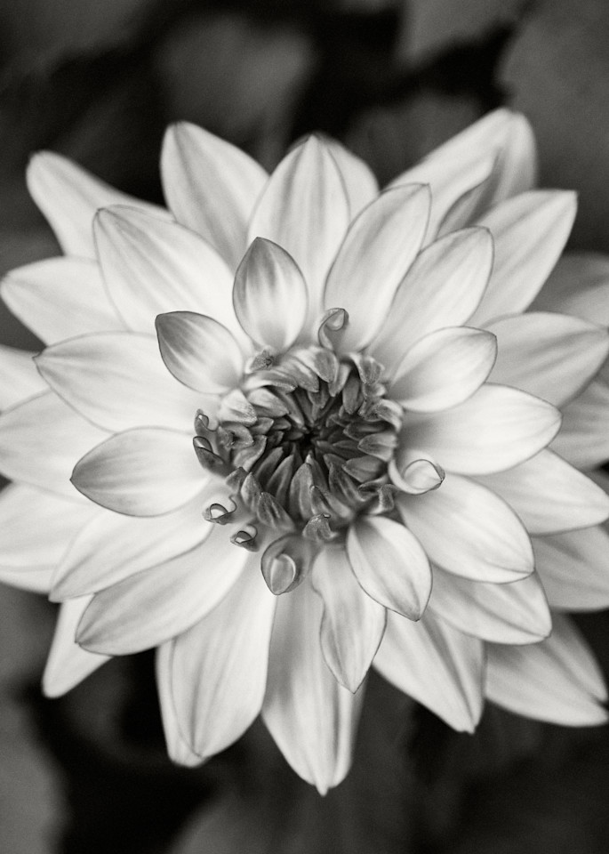 Dahlia Blossom I Photography Art | Roman Coia Photographer