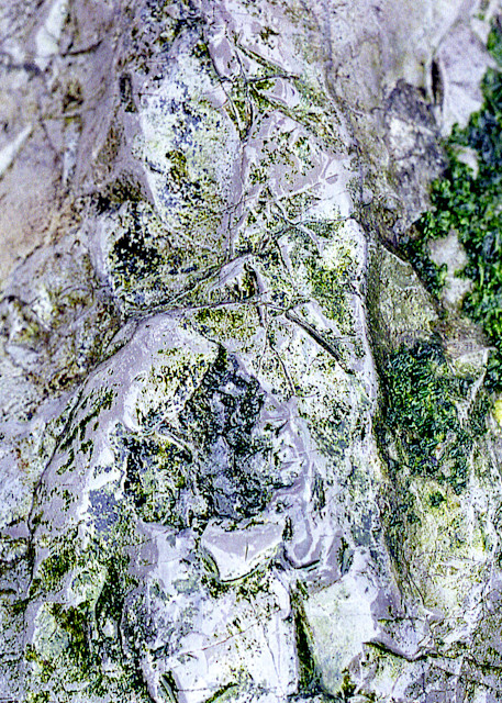 Long Beach Rock Close-Up Fine Art Print – Sherry Mills