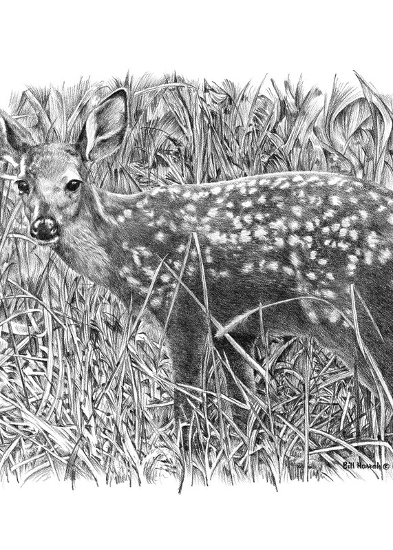 Drawing of a Whitetail Fawn by Bill Harrah, Wolf Run Studio