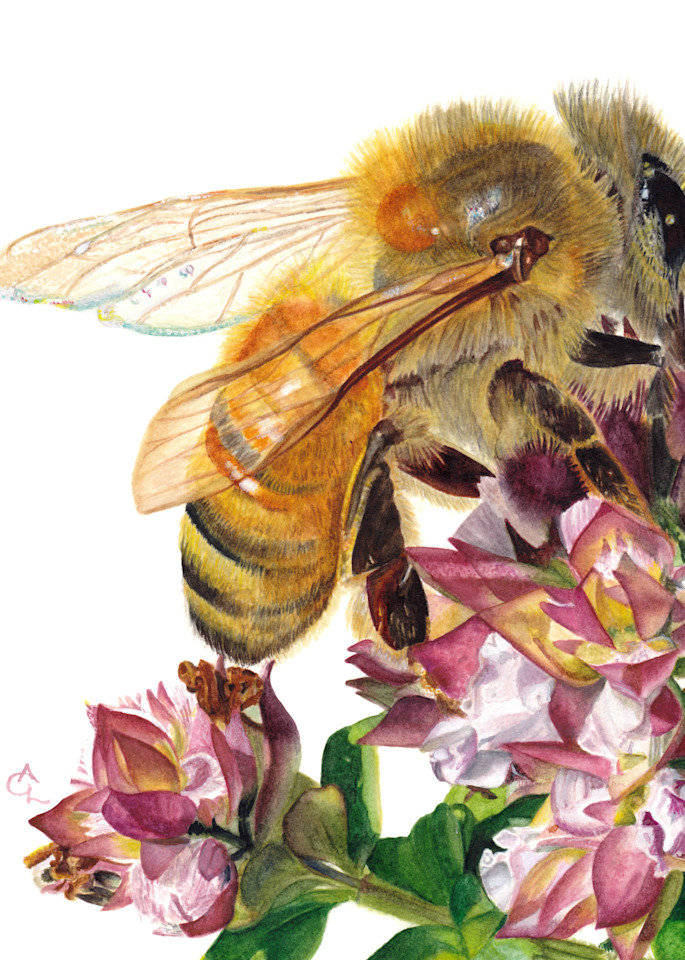Honey Bee And Golden Marjoram Art | Gossamer Lane Fine Art