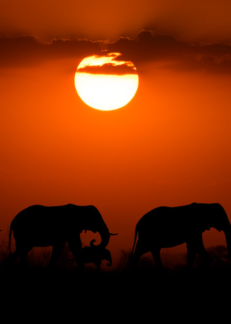 Elephants sunset art gallery photo prints by Rob Shanahan