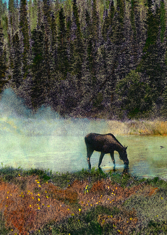 Moose in Mist in Field in Alaska by Terry Rosiak
