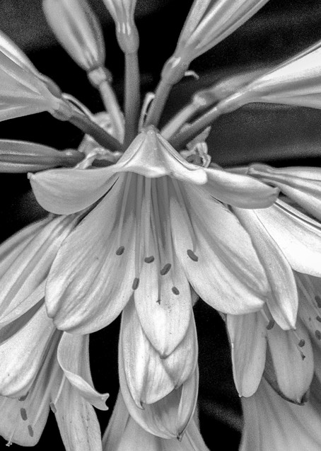 Soft White Flowers in B&W, Photo by Terry Rosiak