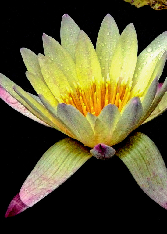 Beautiful Yellow Water Lily by Terry Rosiak