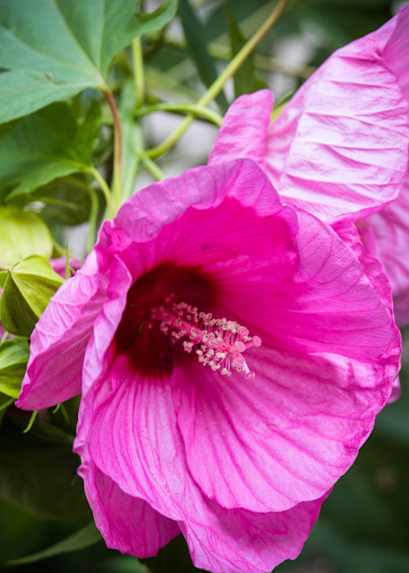 Hibiscus Atlanta Botanical Garden - Photo Collection | Eugene L Brill
