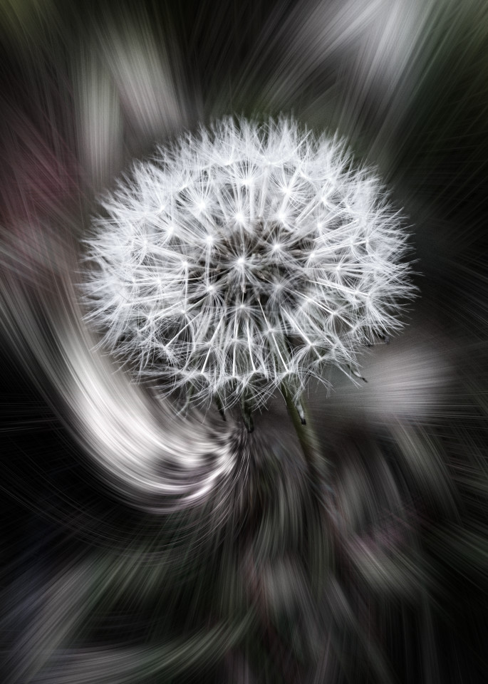 Wild flowers can make great photographs. Botanical art portraits look good as canvas art on your wall.
https://www.royfraserphotographer.com/bw-abstract-flowers