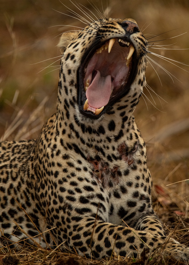 Leopard roaring art gallery photo prints by Rob Shanahan