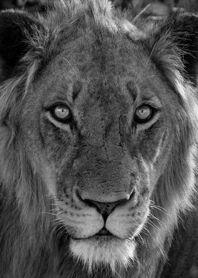 Lion headshot black & white art gallery photo prints by Rob Shanahan