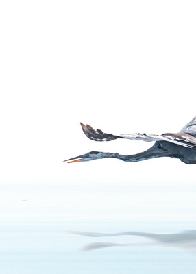 High Key Blue Heron Flying A8621 Koralmartin Photography Art | Koral Martin Healthcare Art