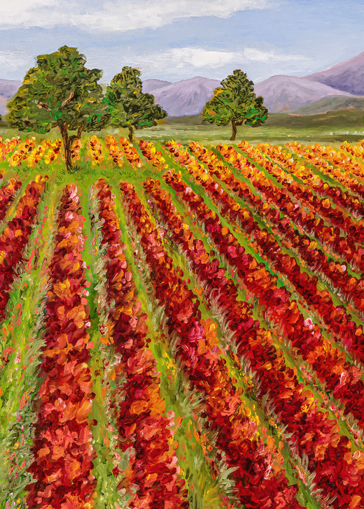 Wine Country ~ Change Of Seasons   Prints Art | Mercedes Fine Art