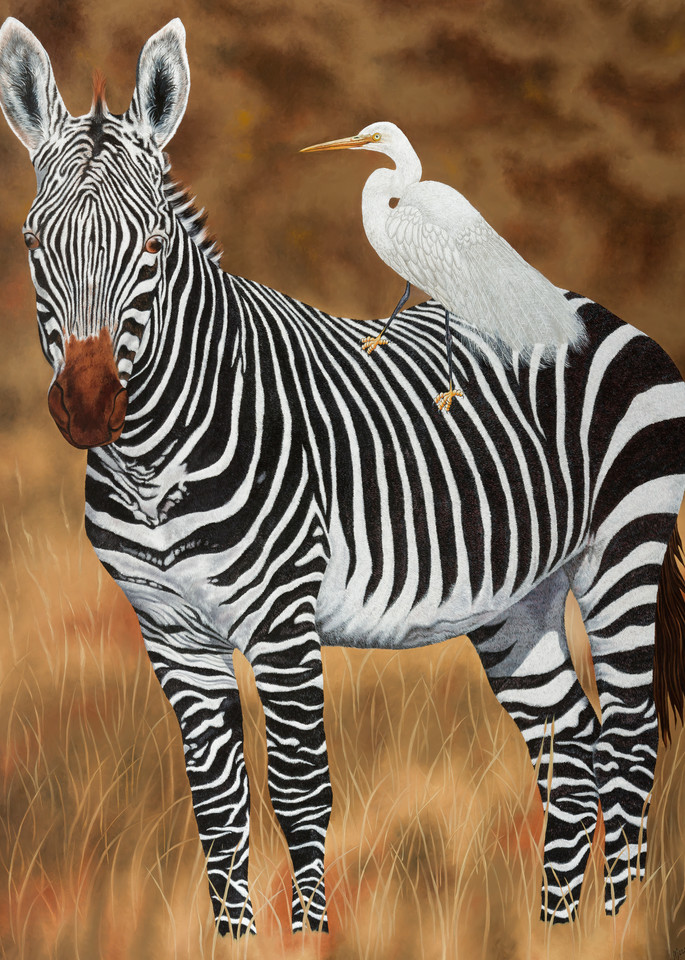 Zebra And Egret   Prints Art | Mercedes Fine Art