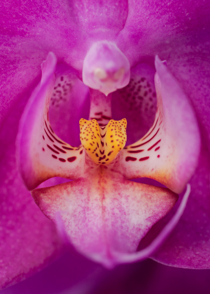 Orchid Photography Art | Melani Lust Photography
