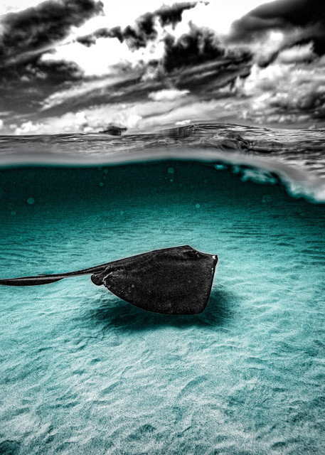 Royal Blue Slipper Photography Art | Art Sea Love