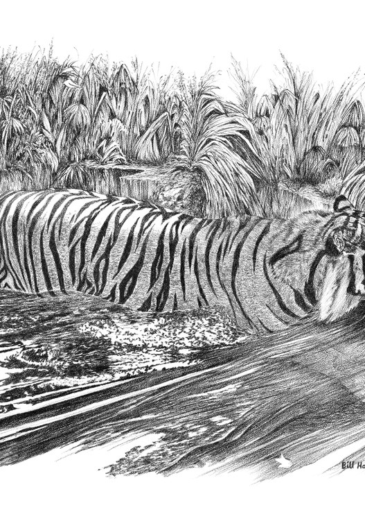 Drawing of a Sumatran Tiger by Bill Harrah, Wolf Run Studio