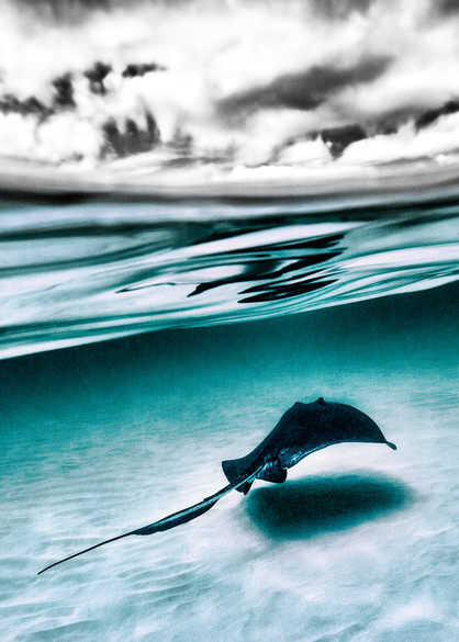 Stingray Split Tone Photography Art | Art Sea Love