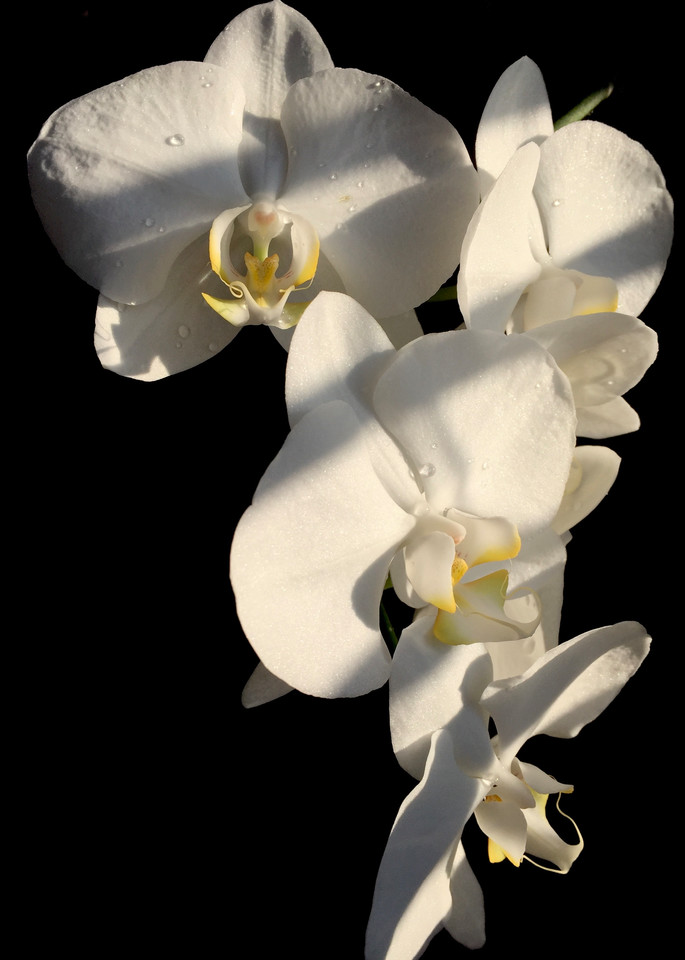 Orchid Art | Romanova Art