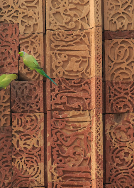 parakeets agra india