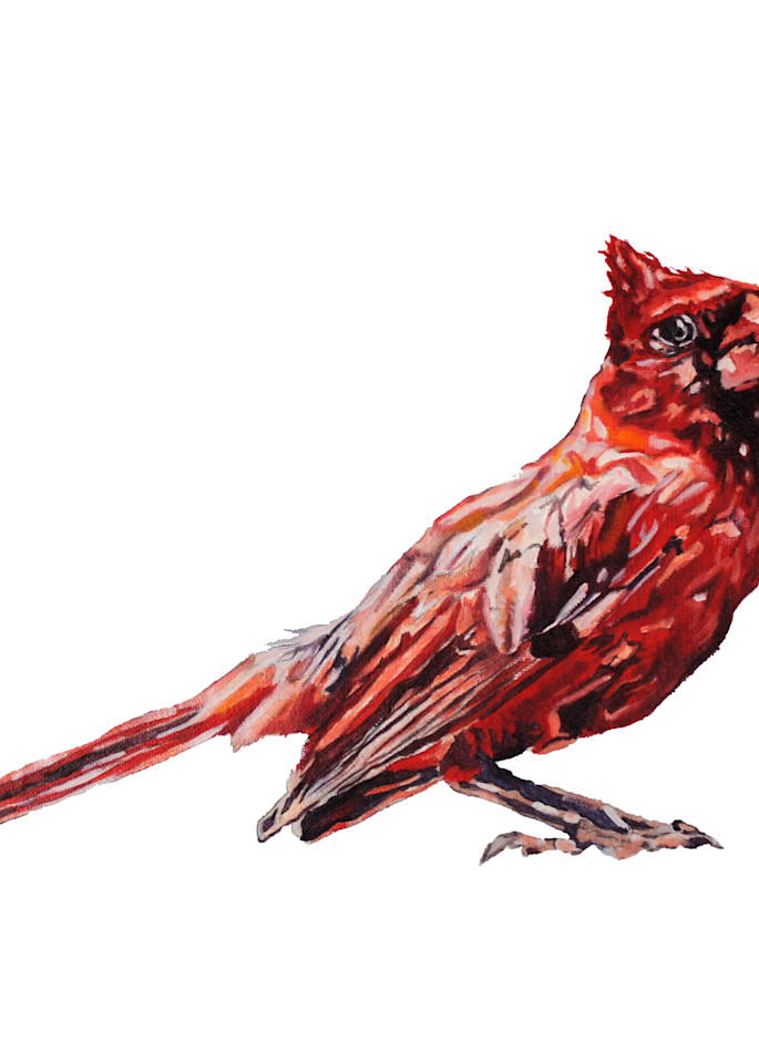 cardinal, bird, red bird