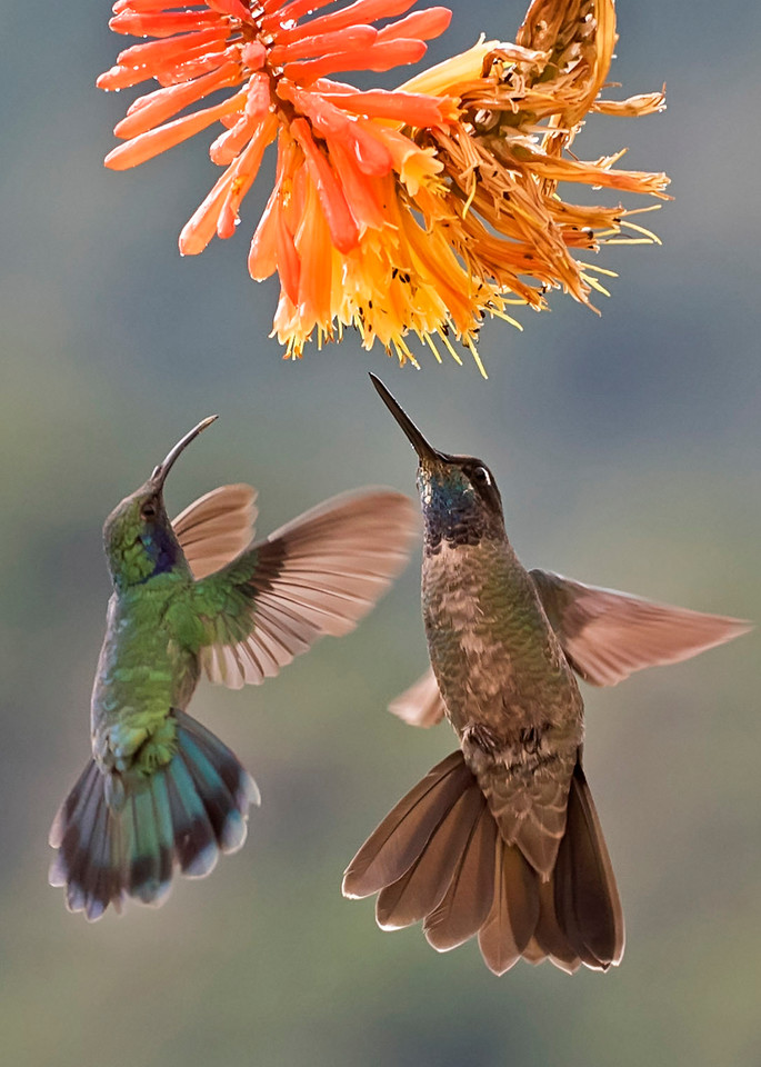 2 Hummingbirds