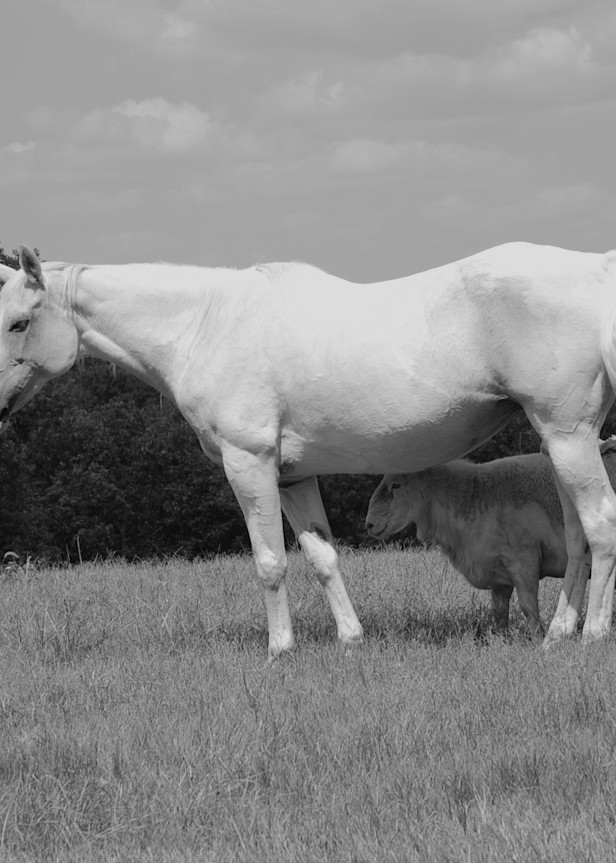 White Horse & Ram Black And White Photography Art | Kilpatrick Studios