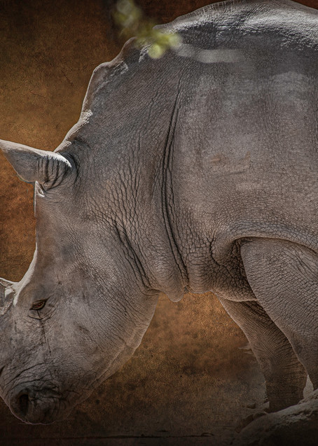 Weeping Rhino Photography Art | Kathleen Messmer Photography