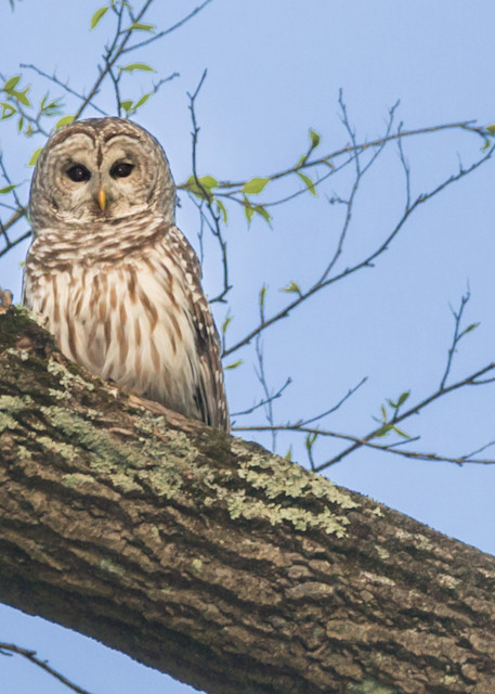 Barred Owl In Wilton, Ct Photography Art | Melani Lust Photography