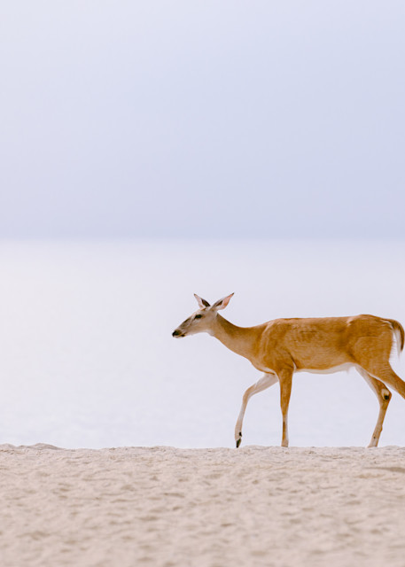 deer beach horizontal