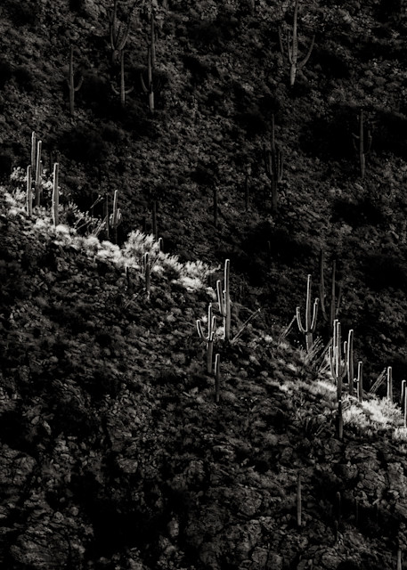 black and white tuscon cactus