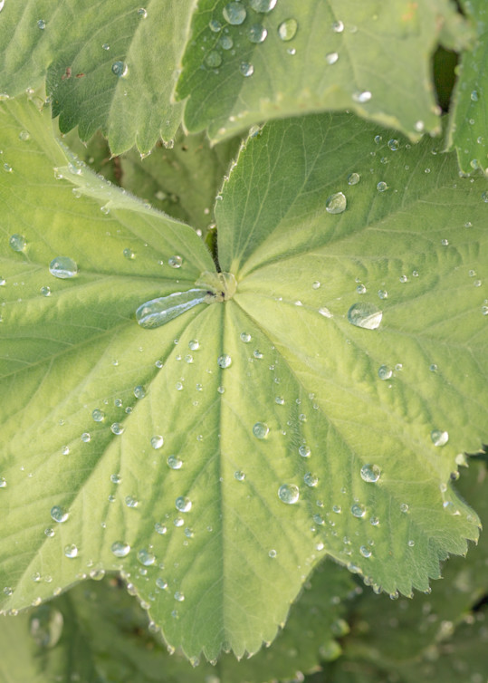 Raindrops On Leaf Photography Art | Melani Lust Photography