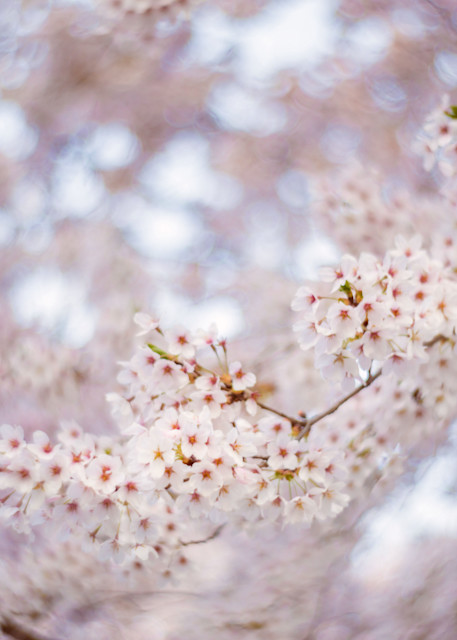 Spring Flowers, Ct Photography Art | Melani Lust Photography