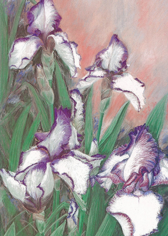 Rare Dark Purple and White Bearded Iris Pastel by Donna D Turgeon