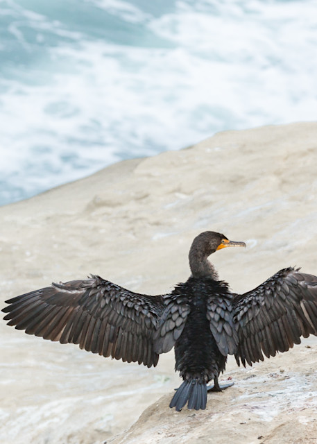 Double Crested Cormorant In La Jolla, Ca Photography Art | Melani Lust Photography