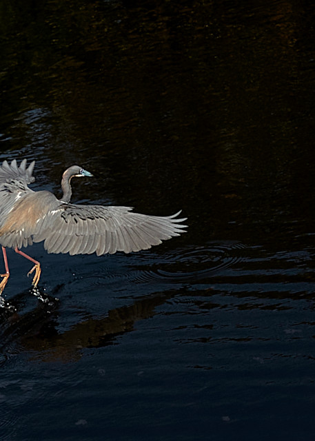Tri Color Heron In Flight Photography Art | Melani Lust Photography