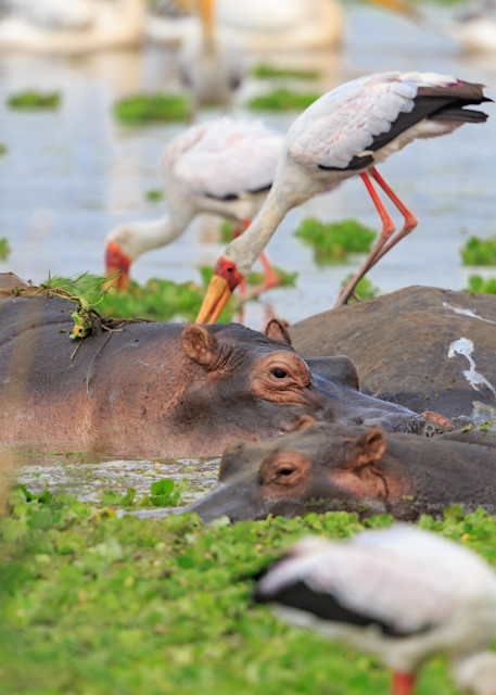 storks and hippos
