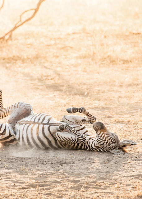 zebra in sand serengeti