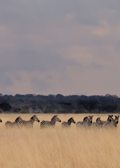 zebras sunrise tarangire park