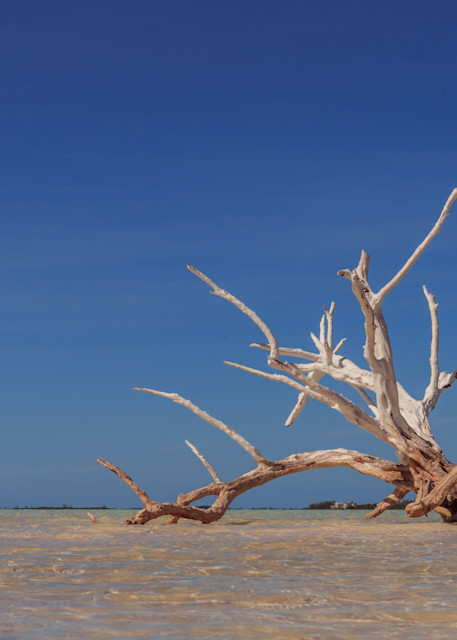 Bahamas beach fallen driftwood