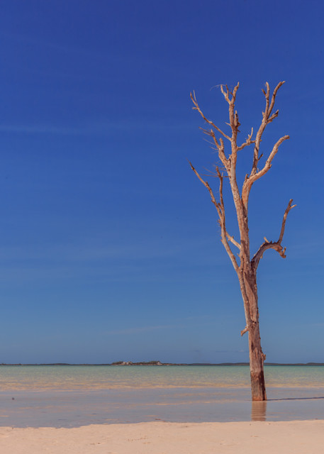 Lone tree in Harbour Island, Bahamas