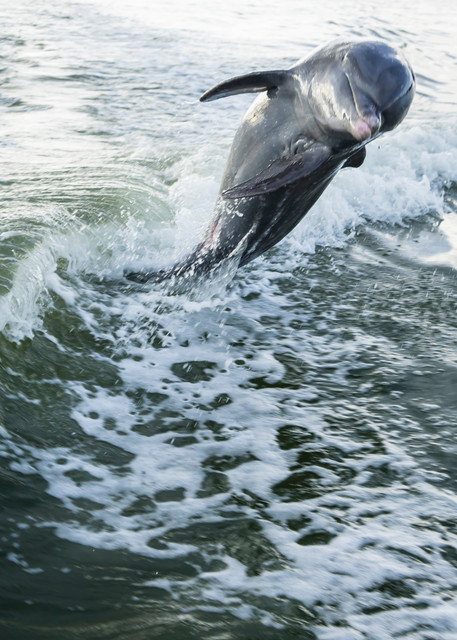 Dolphin Dane features  a happy Bottlenose Dolphin frolicking in the wake of a boat