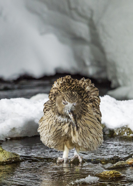 Happy Fish Owl In Rausu Photography Art | Seattle Digital Photography