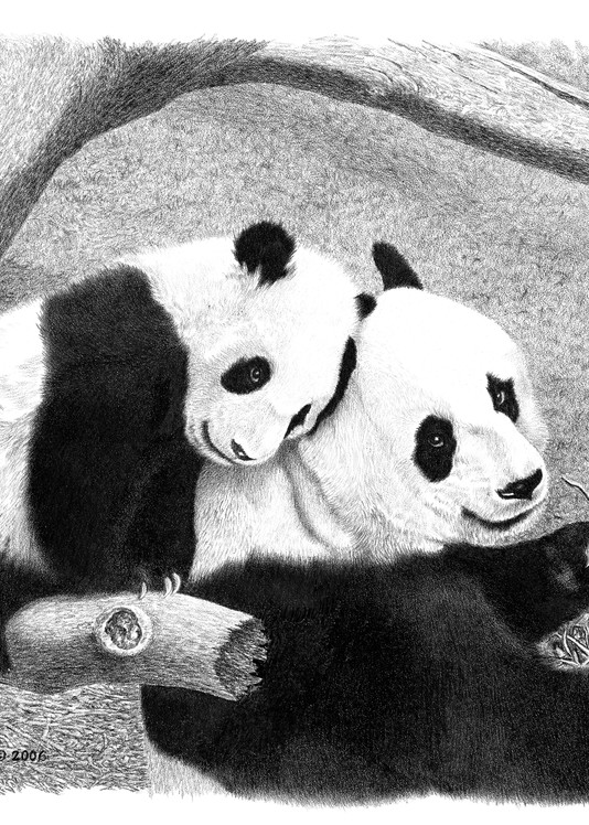 Bill Harrah drawing of Panda Tai Shan and mother Mei Xiang