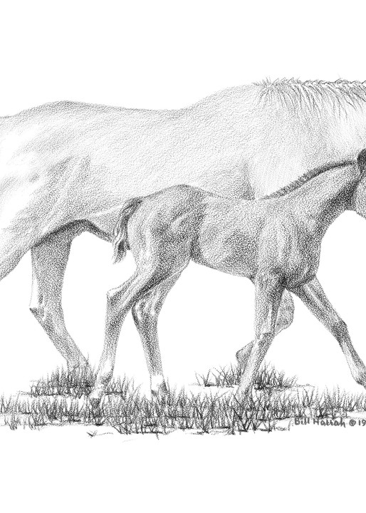 Bill Harrah drawing of a beautiful white mare and her foal
