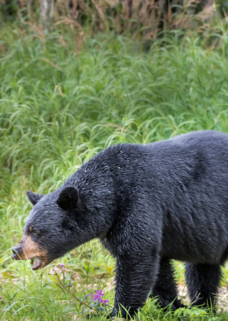 Alaskan Black Bear Photography Art | Gingerich PhotoArt
