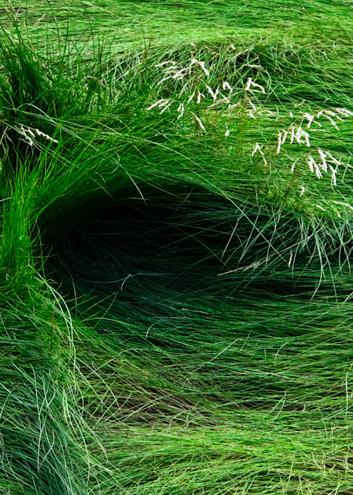Grass Swatch  Photography Art | Roger Merchant, Place-based Photographer