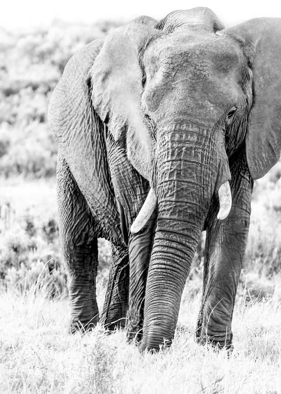 Elephant in Gondwana, 2016 by artist Carolyn A. Beegan