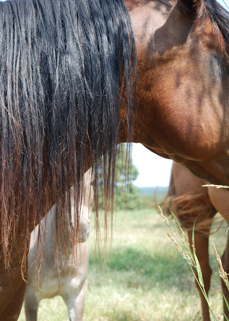 Horses In Pasture  Photography Art | Kilpatrick Studios