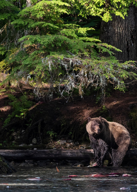 Bear In The Dark Forest Fishing Art | Alaska Wild Bear Photography