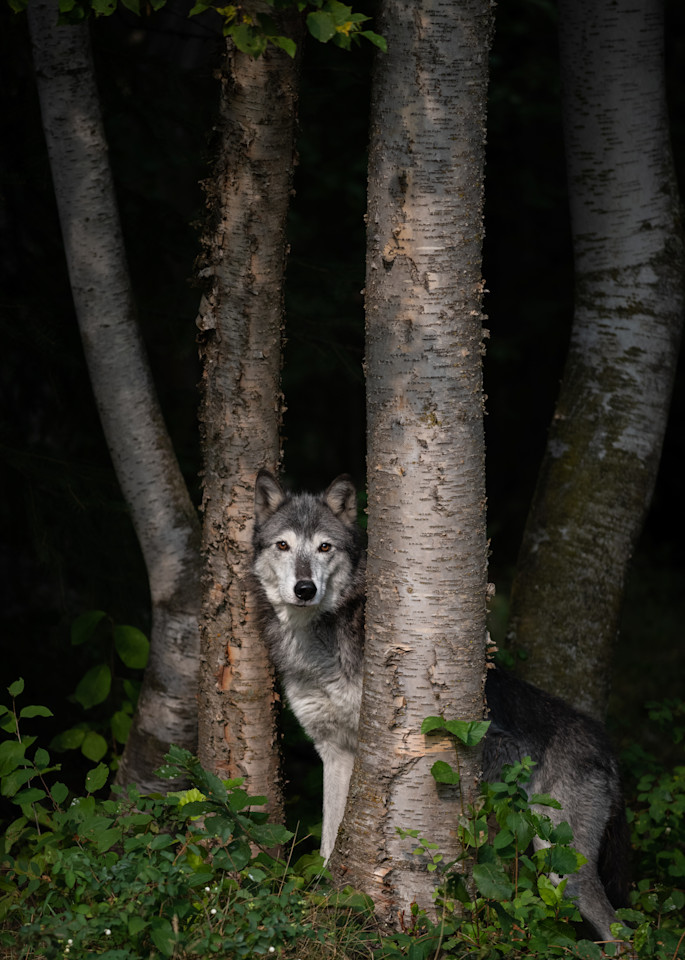 Dark Forest Bright Wolf